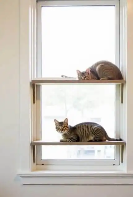 DIY cat window perch ideas