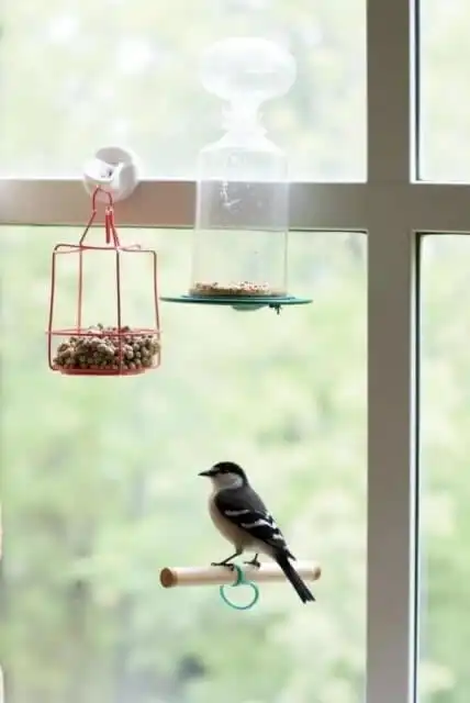 Bird Feeder Station Ideas 2025