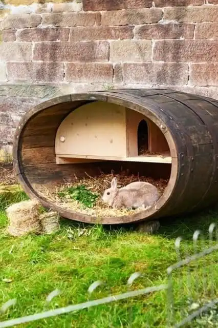 DIY outdoor rabbit hutch ideas