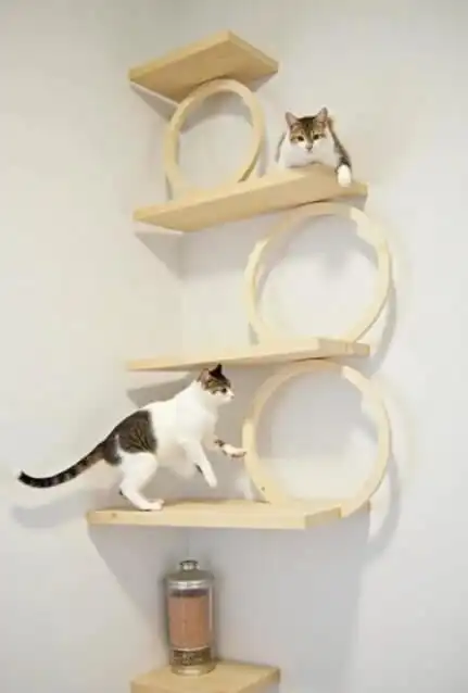 DIY cat shelves and climbing walls