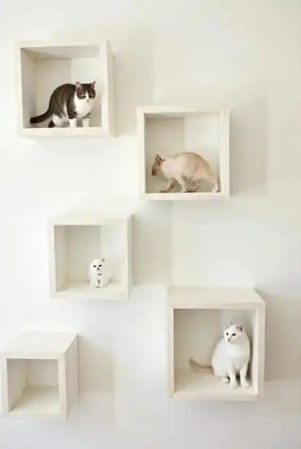 DIY cat shelves and climbing walls