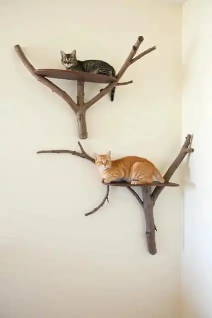 DIY cat shelves and climbing walls