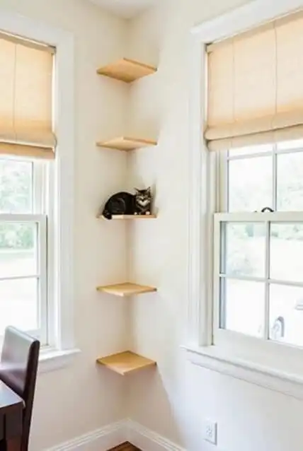 DIY cat shelves and climbing walls