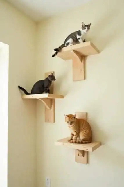 DIY cat shelves and climbing walls