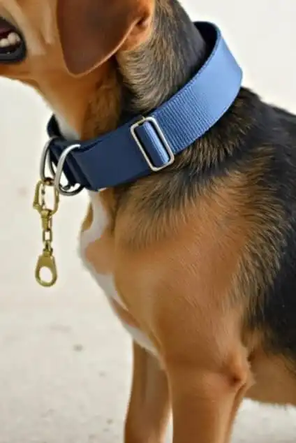 DIY dog collar ideas