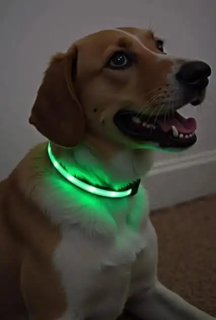 DIY dog collar ideas